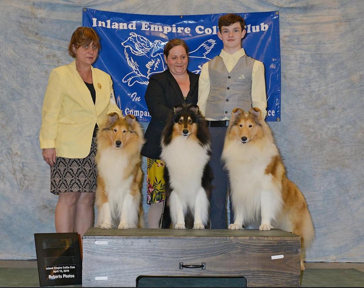 Cynclair Collies at their finest