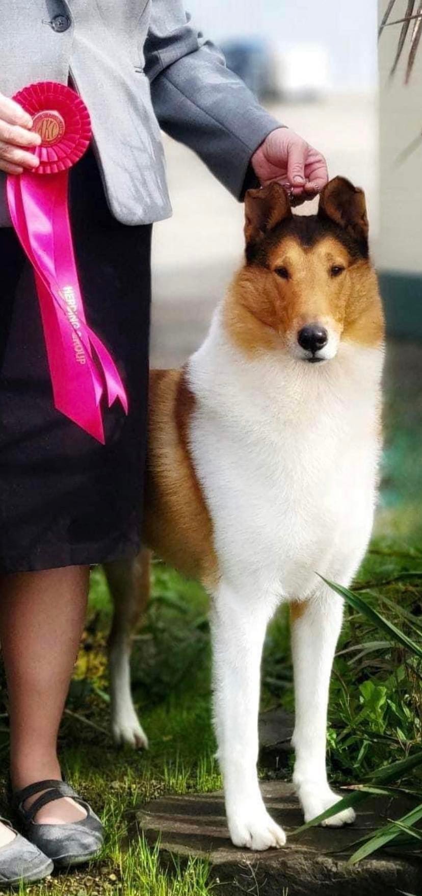 Cynclair Collies at their finest